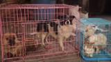 Yulin China Meat Dog Arrives in US Broll