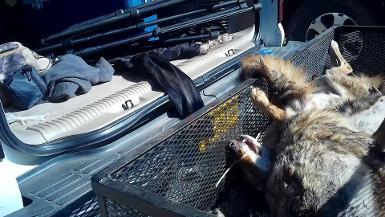 Virginia Wildlife Killing Contest Broll - Lovingston, VA, Nov 2020