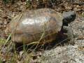Gopher Tortoise Relocation B-roll