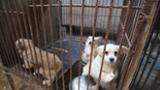50 Dogs Rescued from Korean Dog Meat Farm - Media B-roll