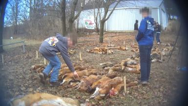 Maryland Wildlife Killing Contest Investigation – Media B-roll