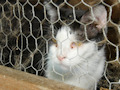 Animal Rescue in Chatham County, NC