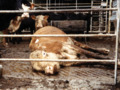 Downed Farm Animals