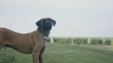 Doban after footage in Canada - from the South Korea dog meat trade - broll