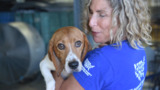 4000 beagles last shelter arrival_09.01.2022_broll