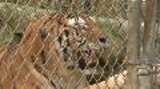 Tigers and other Exotic Animals Seized from Collins Zoo, MS Media B-ROLL