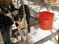 Tennessee Puppy Mill Rescue