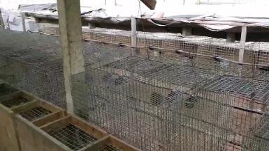 Mink fur farm footage - Broll - Media Download