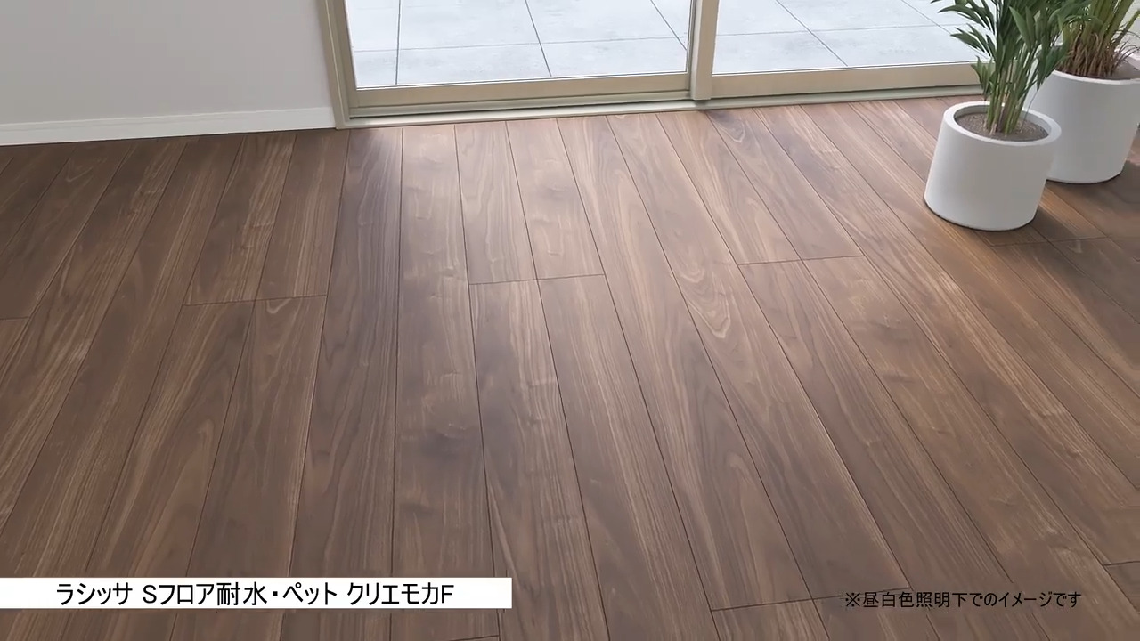 標本株 アロエコンプレッサシストフィラmaceta付き FILA フィラ 標本株 アロエコンプレッサシストフィラmaceta付き FILA フィラ