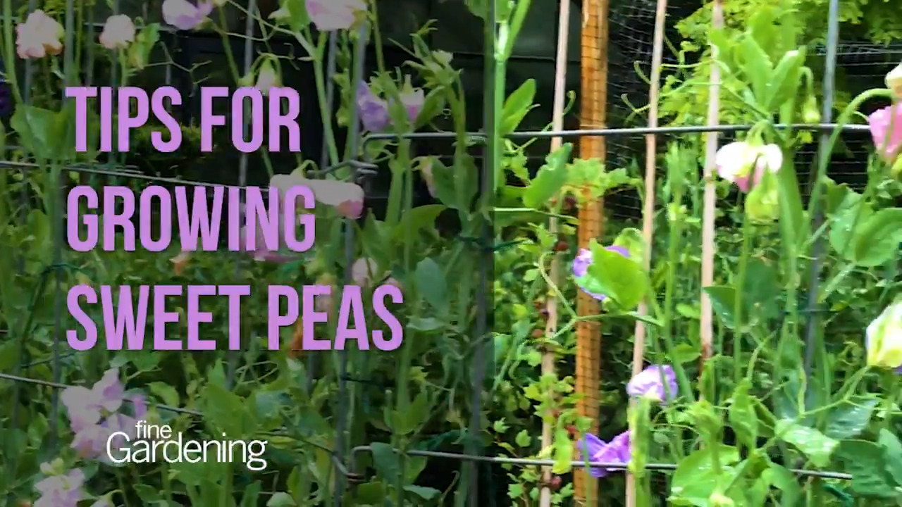 Sweet Pea Care & Processing Tips