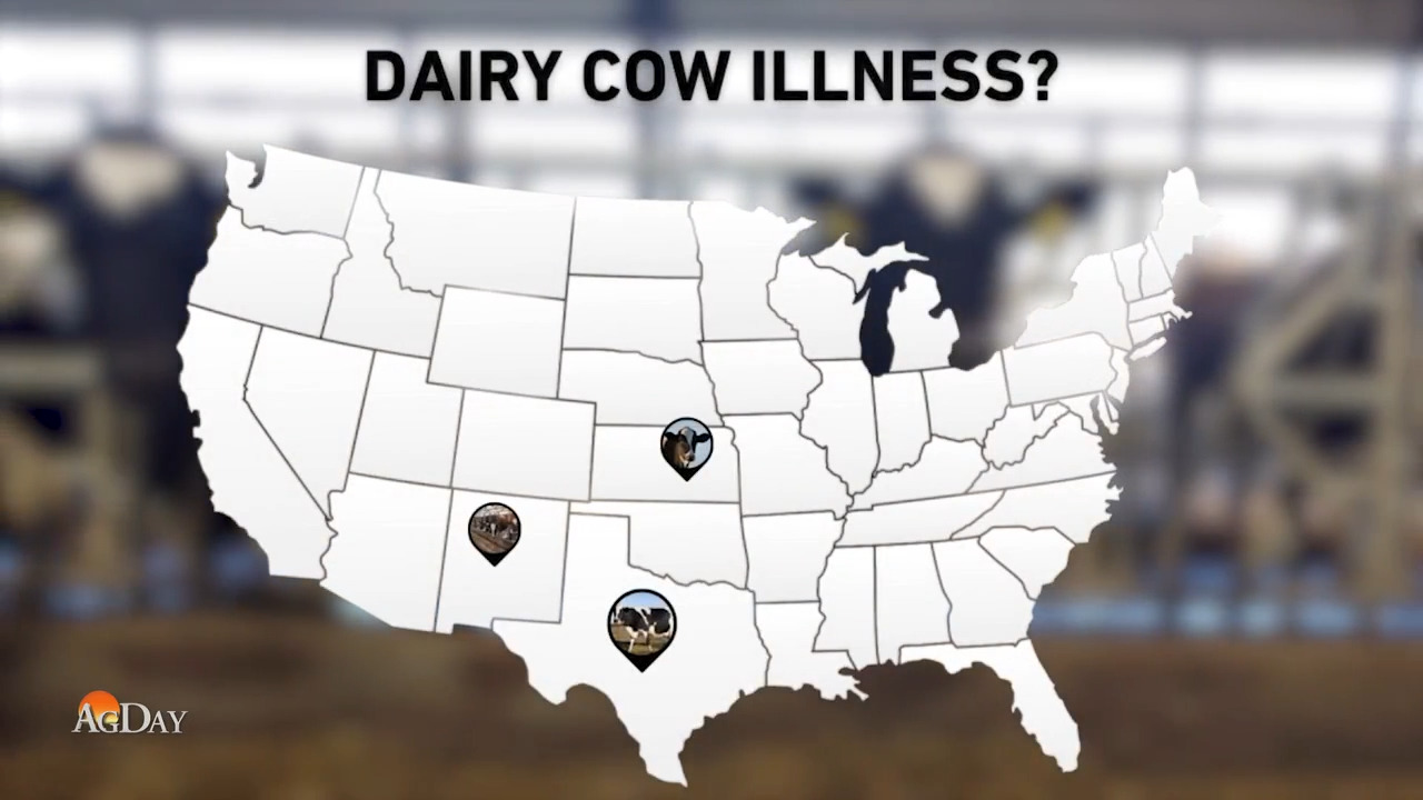 Mystery Illness is Now Affecting Dairy Cows in Texas, New Mexico As Industry Searches for Answers