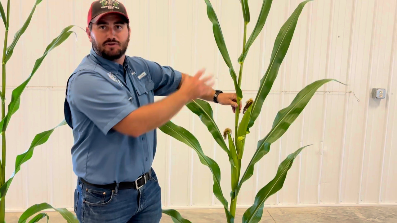 Plant Corn Hybrids Where They’ll Perform The Best