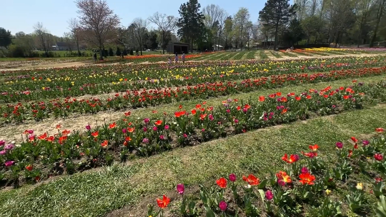 How One North Carolina Family Turned an Old Tobacco Farm into a Blooming AgriTourism Business