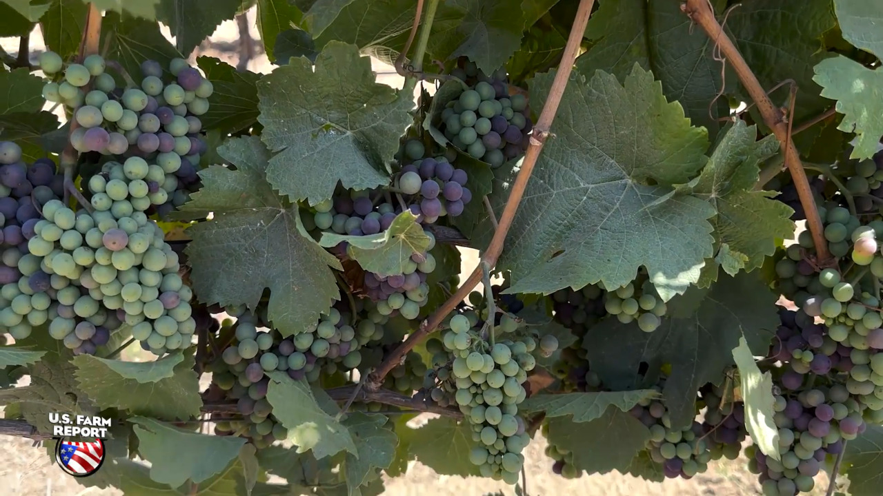 Grape Growers Desperately Need You to Drink More Wine