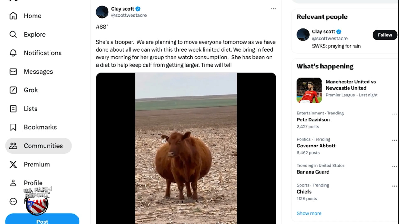 How #88 Became the Most Popular Cow on Social Media