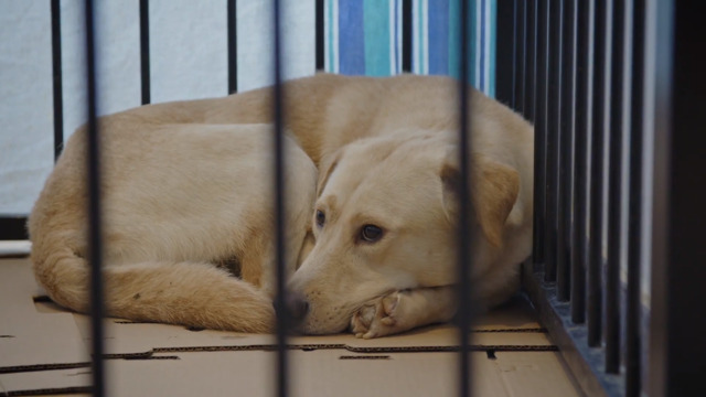 Épisode 08 Refuge animal TVA en rattrapage TVA+