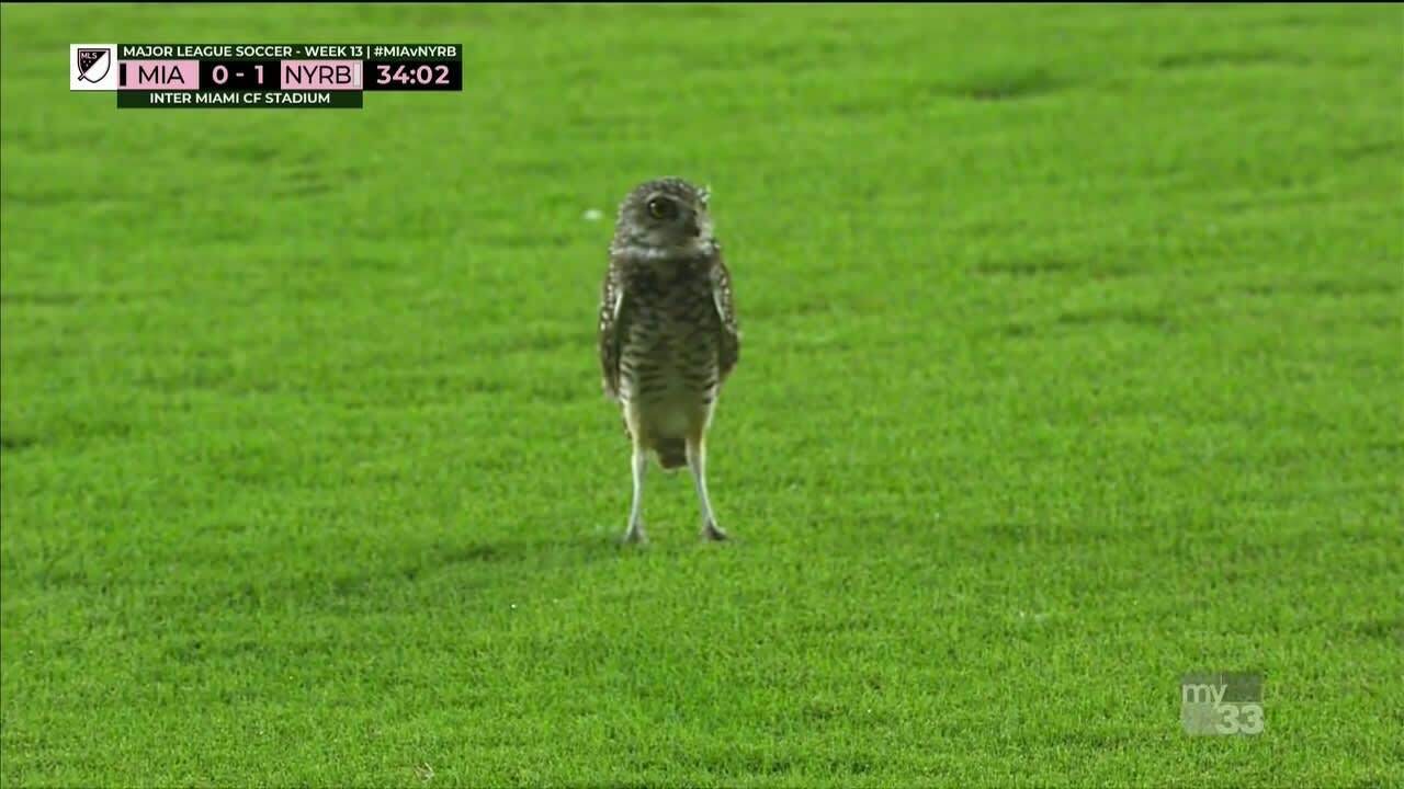The Actual Length of Owl Legs Will Never Stop Being Funny