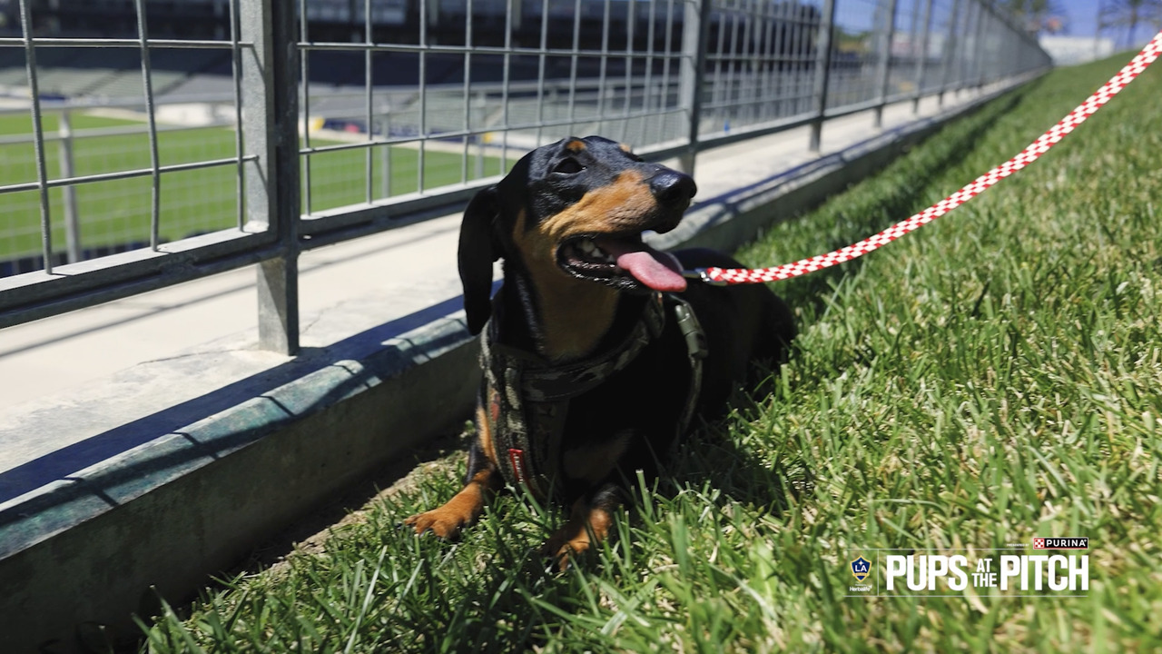 La galaxy 2024 dog jersey