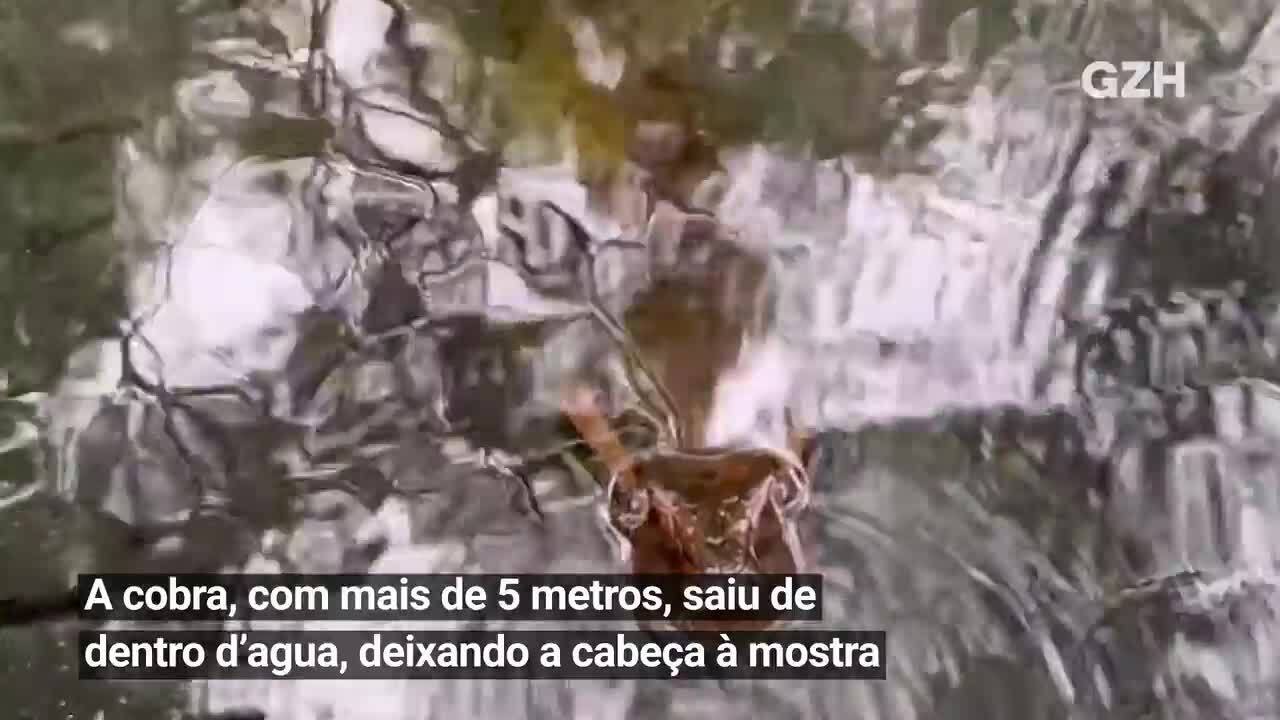 VÍDEO: sucuri de cinco metros choca turistas ao aparecer em rio com água  cristalina | GZH