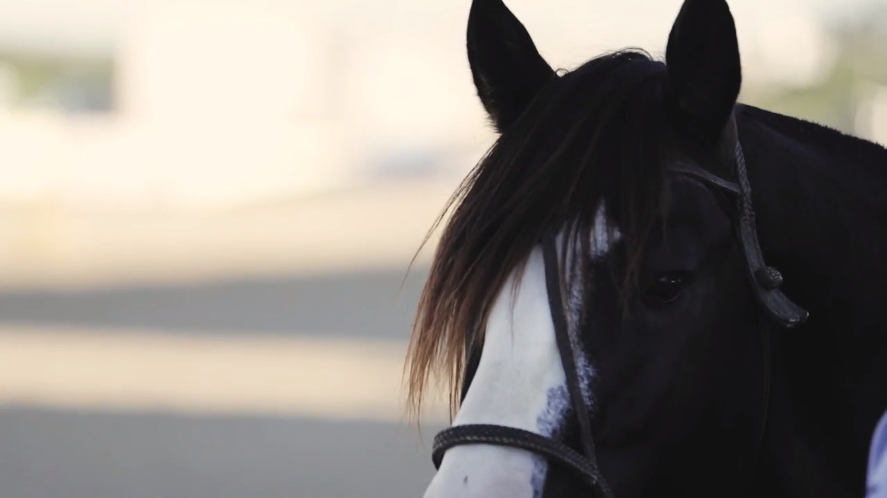 VÍDEO: cinco passos para criar um cavalo campeão | GZH