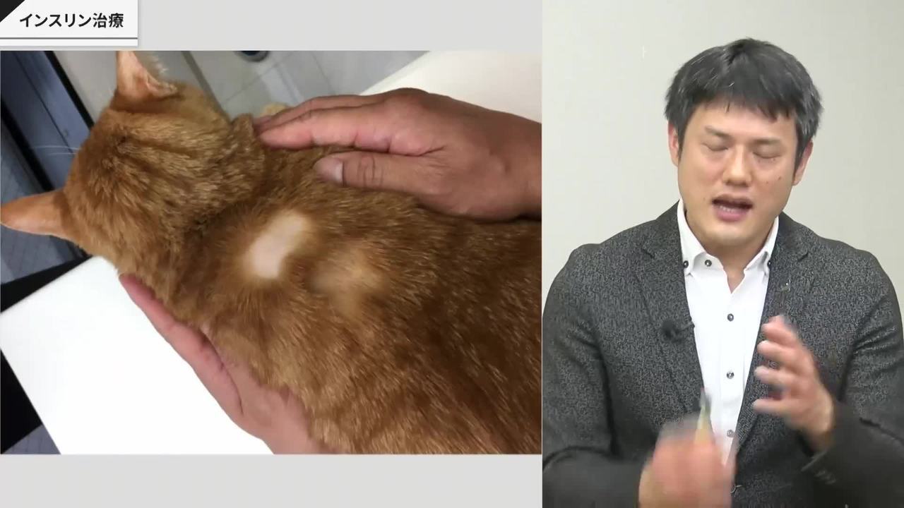 糖尿病の猫との幸せな暮らしのために」オンラインセミナー～インスリン 