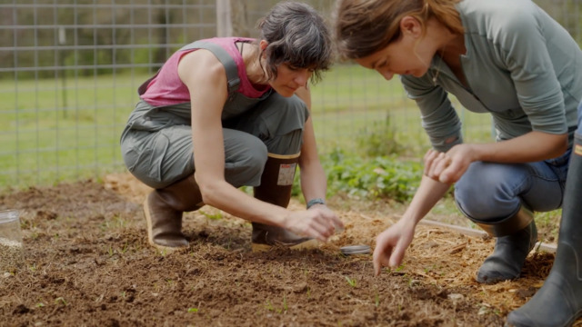S2-E03: Growing Purple Hull Peas