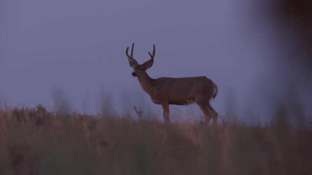 MeatEater Glossary: Crepuscular