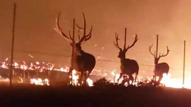 Giant Bull Elk Try to Escape Wildfire