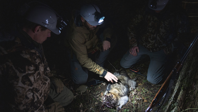 How to Coon Hunt