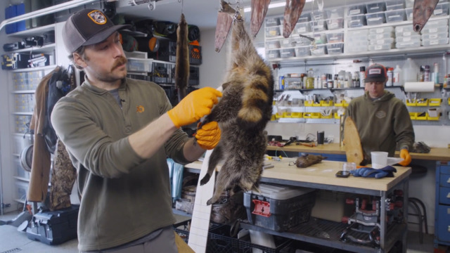 How to Case Skin a Raccoon