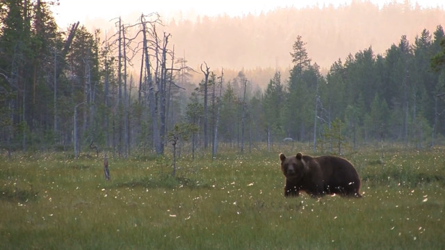 S2-E01: Idaho - Living with Grizzlies
