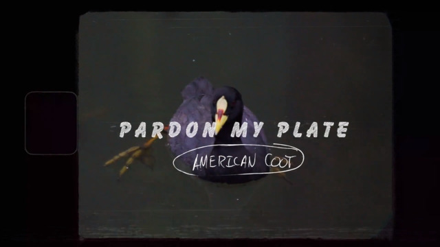 S1-E02: American Coot