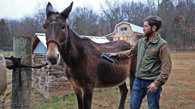 How to Saddle a Horse or Mule with Clay Newcomb