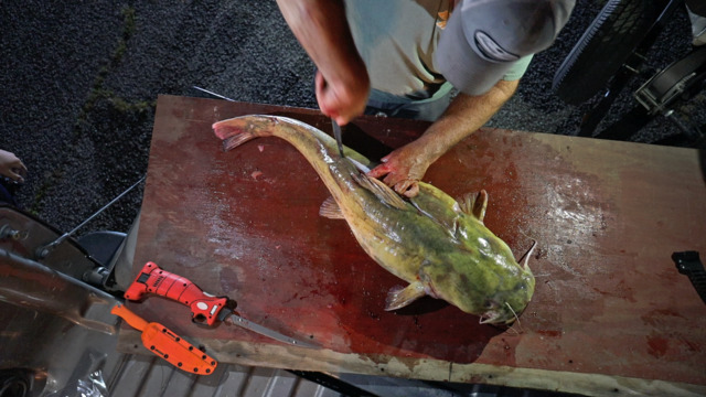 How To Clean a Catfish with Clay Newcomb