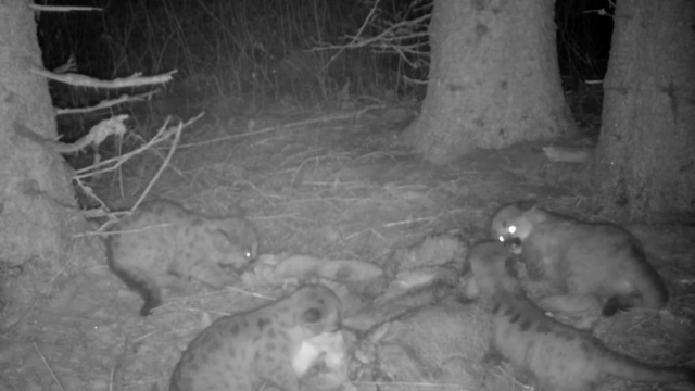Mountain Lion Kittens Fight Over Dinner, Snuggle with Mom