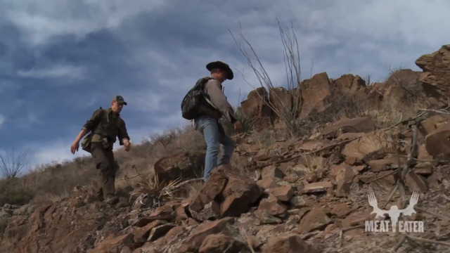 Hunting Mountain Lion with Dogs 
