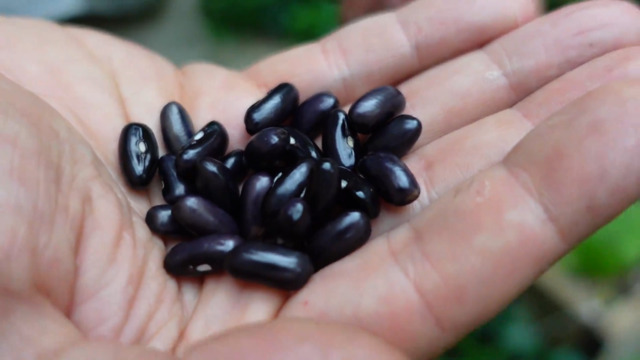 How to Save Seeds from Your Garden