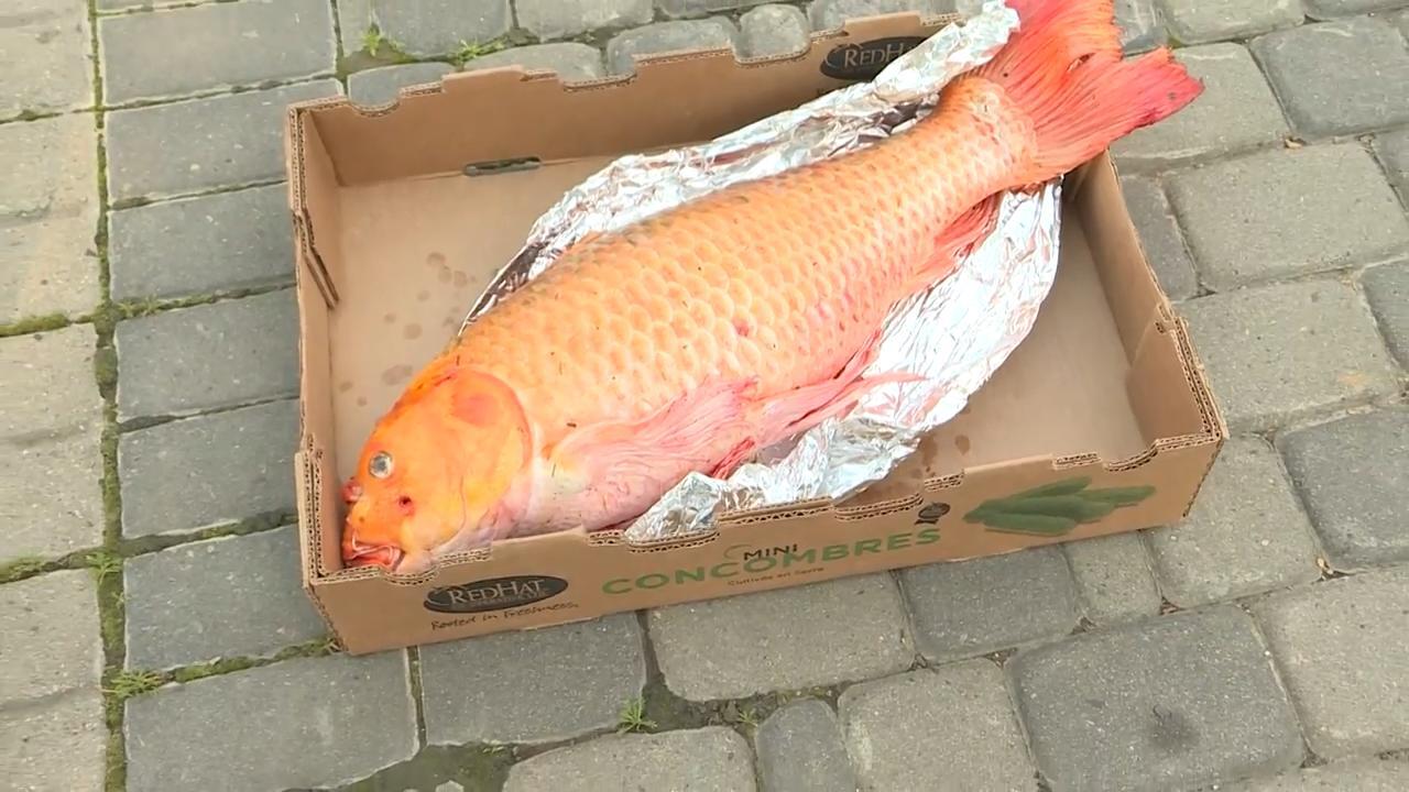 Boy Catches One Of The Largest Koi Fish In An Alberta Pond
