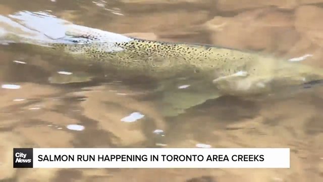 Salmon Run returns to Toronto Waterways