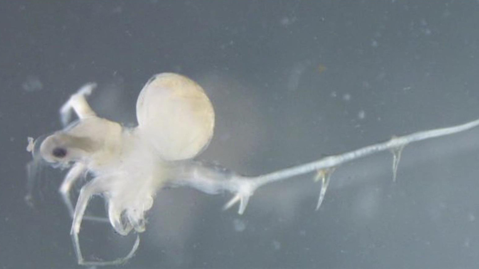 Invasive 'water fleas' continue decades-long spread