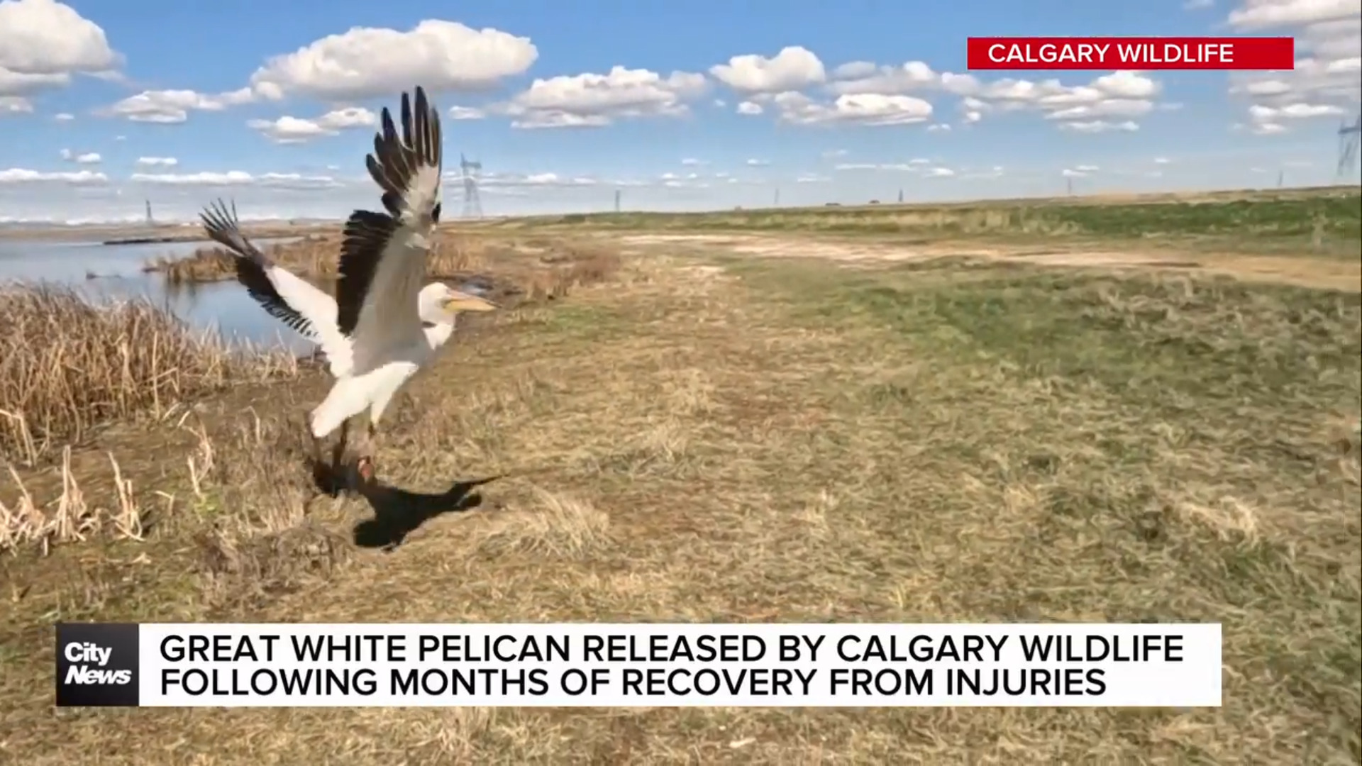 Great White Pelican released by Calgary Wildlife following months of recovery from injuries