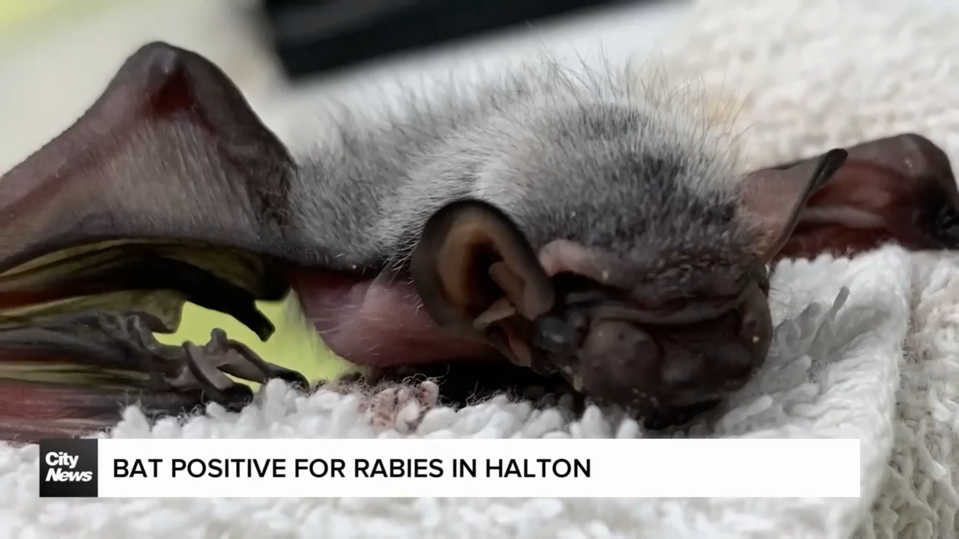 Bat tests positive for rabies in Halton