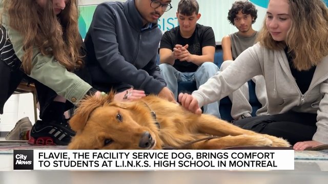 Flavie the service dog brings pawsitive support to L.I.N.K.S. students
