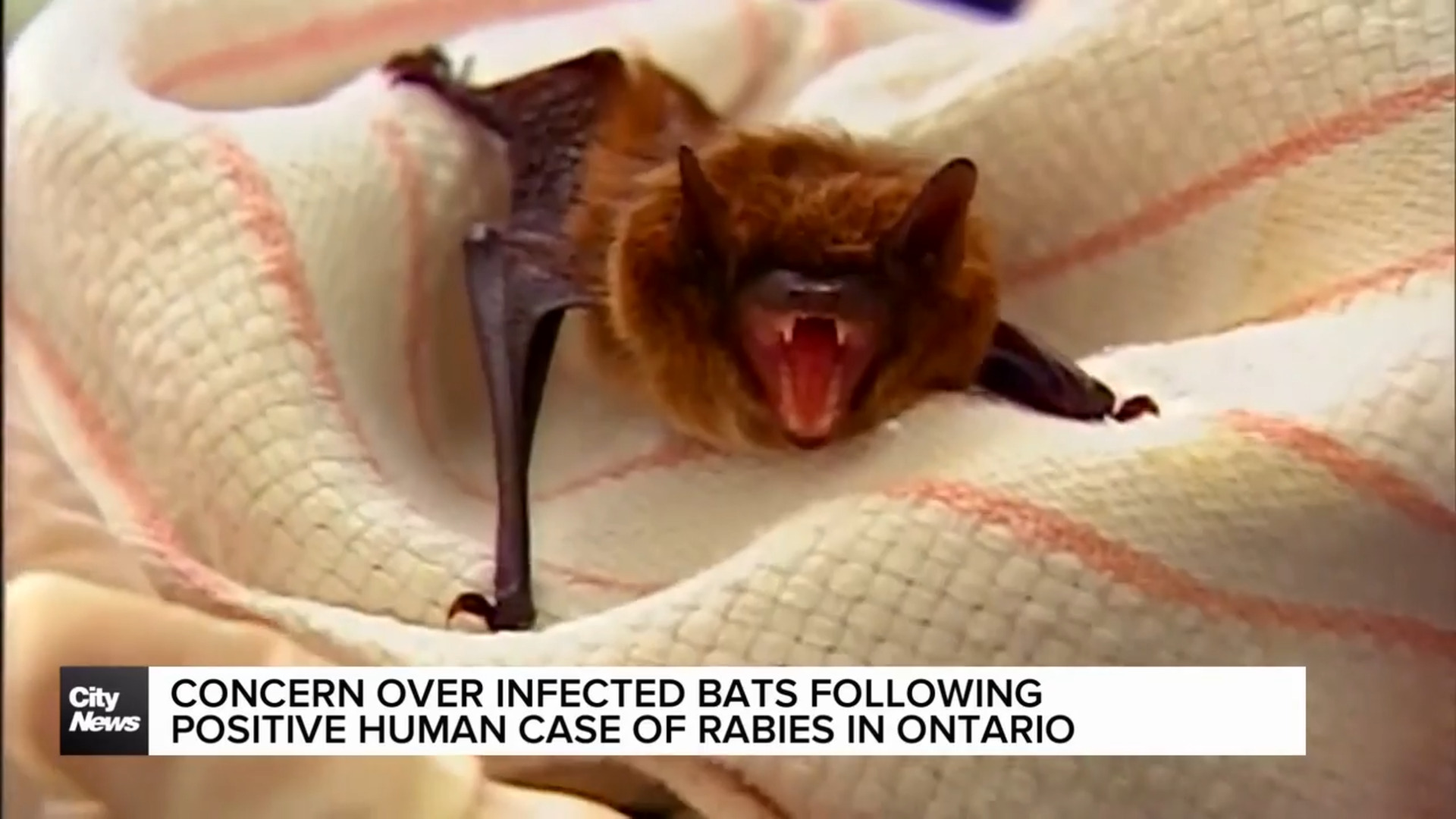 Concern over infected bats in Ontario following confirmed human case of rabies