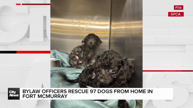 Bylaw officers rescue 97 dogs from home in Fort McMurray