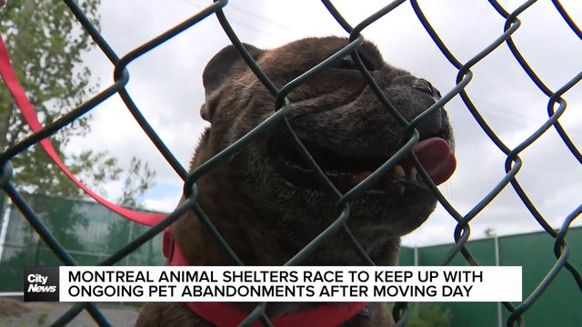 Montreal animal shelters contend with high numbers of pet abandonments