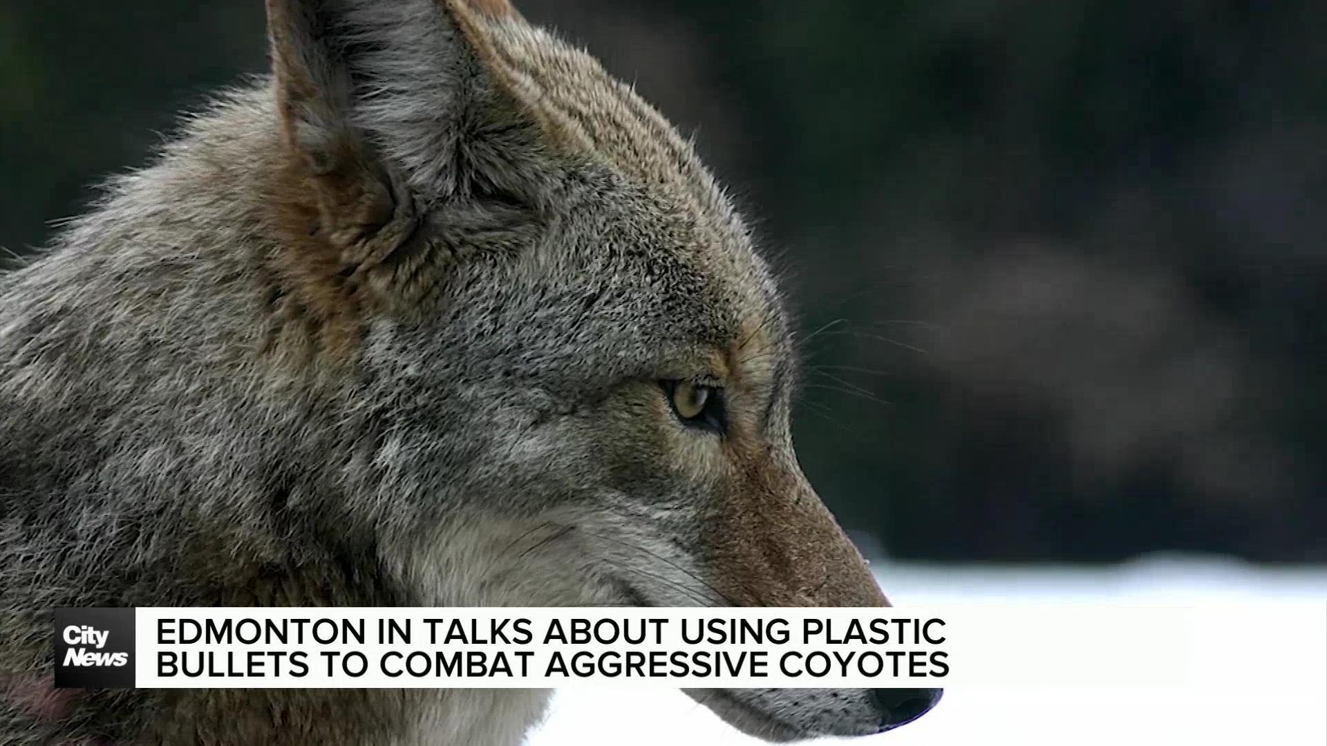 Edmonton in talks of shooting plastic bullets to aggressive coyotes