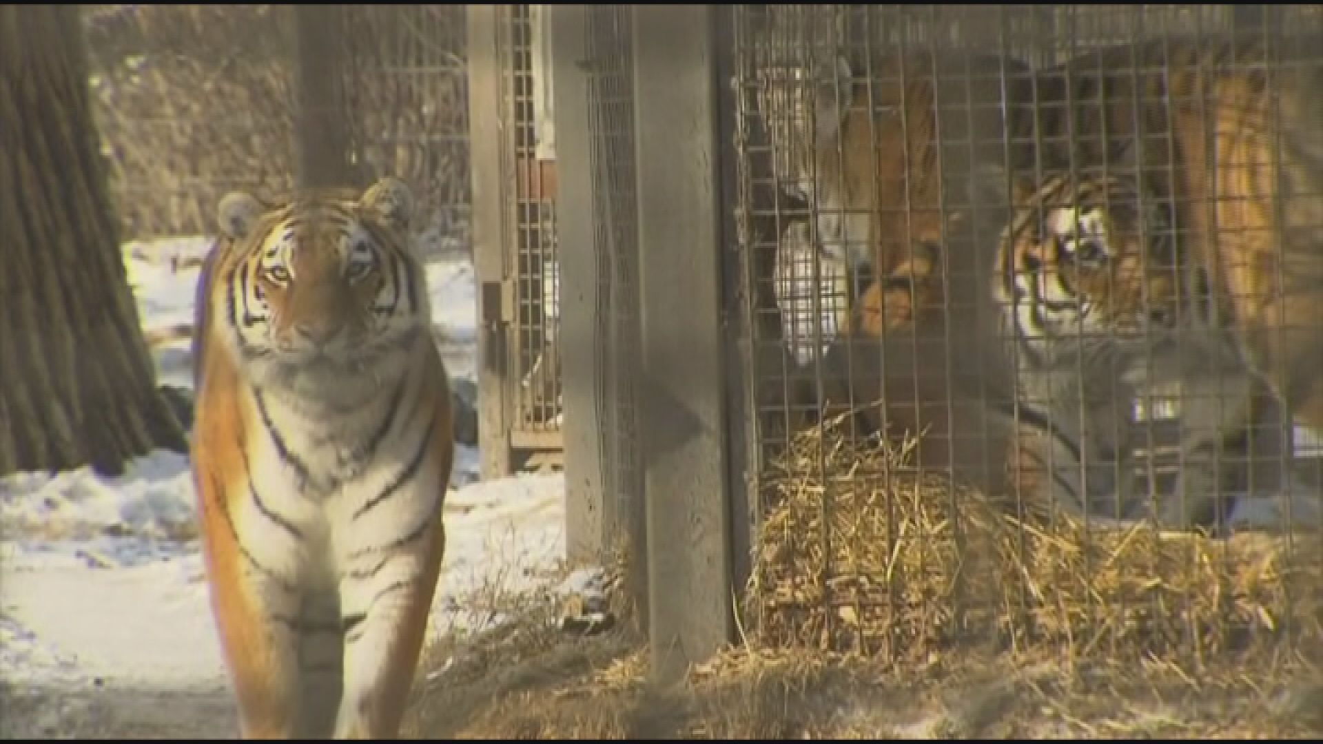 Calgary Zoo animals appreciate cold weather | CityNews Calgary