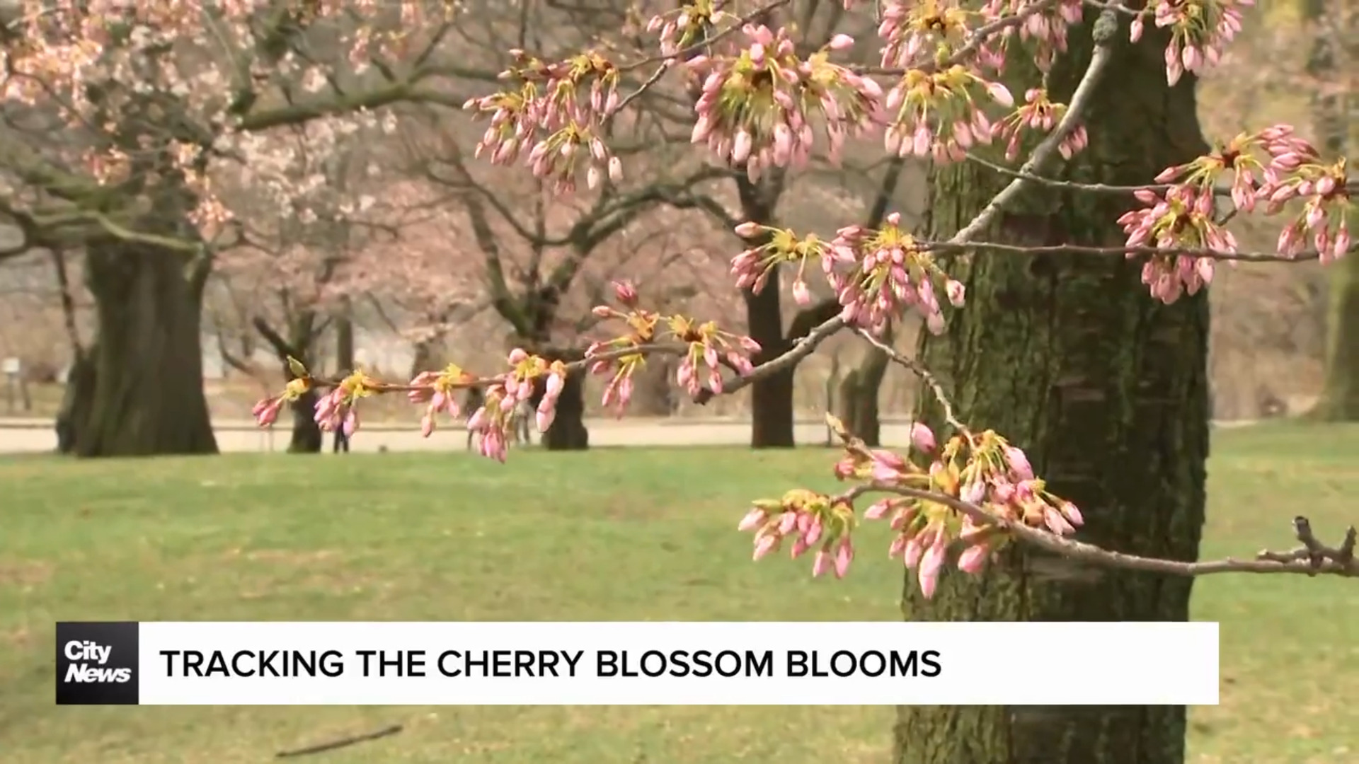 Tracking High Park’s cherry blossom blooms
