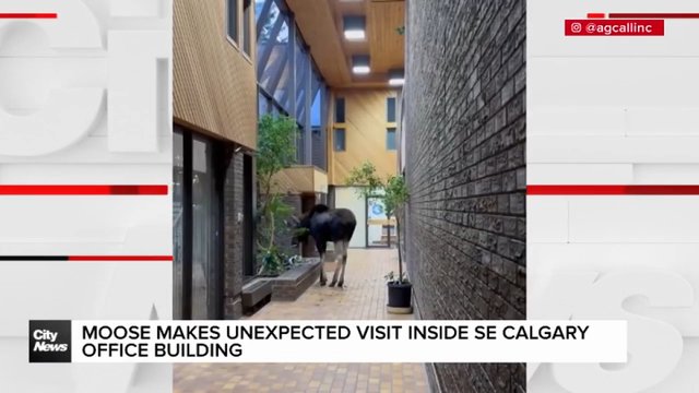 Moose makes unexpected visit inside SE Calgary office building
